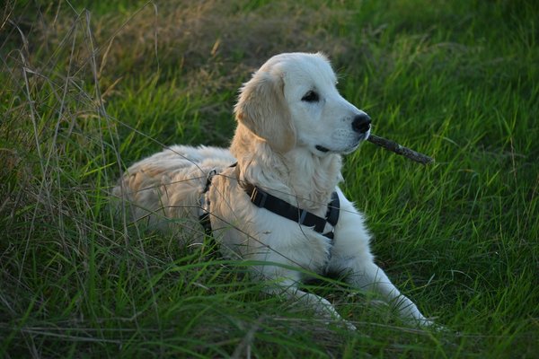 Comment prendre soin de votre chien au mieux ?
