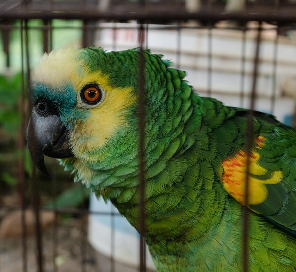 Trouvez votre boutique d'accessoires pour chiens trendy