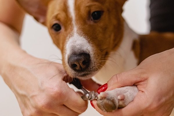 Comment prendre soin des ongles de son chien ?
