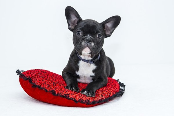 Quels sont les accessoires indispensables pour chien ?