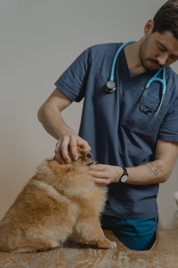Comprendre le coût des soins vétérinaires pour chien