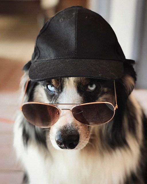 Casquettes pour chiens : le look tendance et amusant !