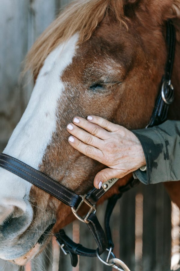 L'argent colloïdal : un soin naturel pour votre cheval