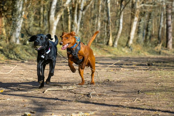Entre le Bouledogue Français et le Boxer : Quel chien convient le mieux à votre style de vie?